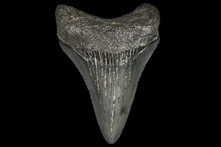 Serrated, Juvenile Megalodon Tooth - Georgia #99127